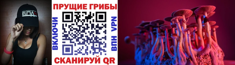 Галлюциногенные грибы Psilocybe  KRAKEN ТОР  Закаменск 